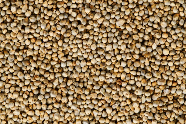 Bajra Pearl Millet