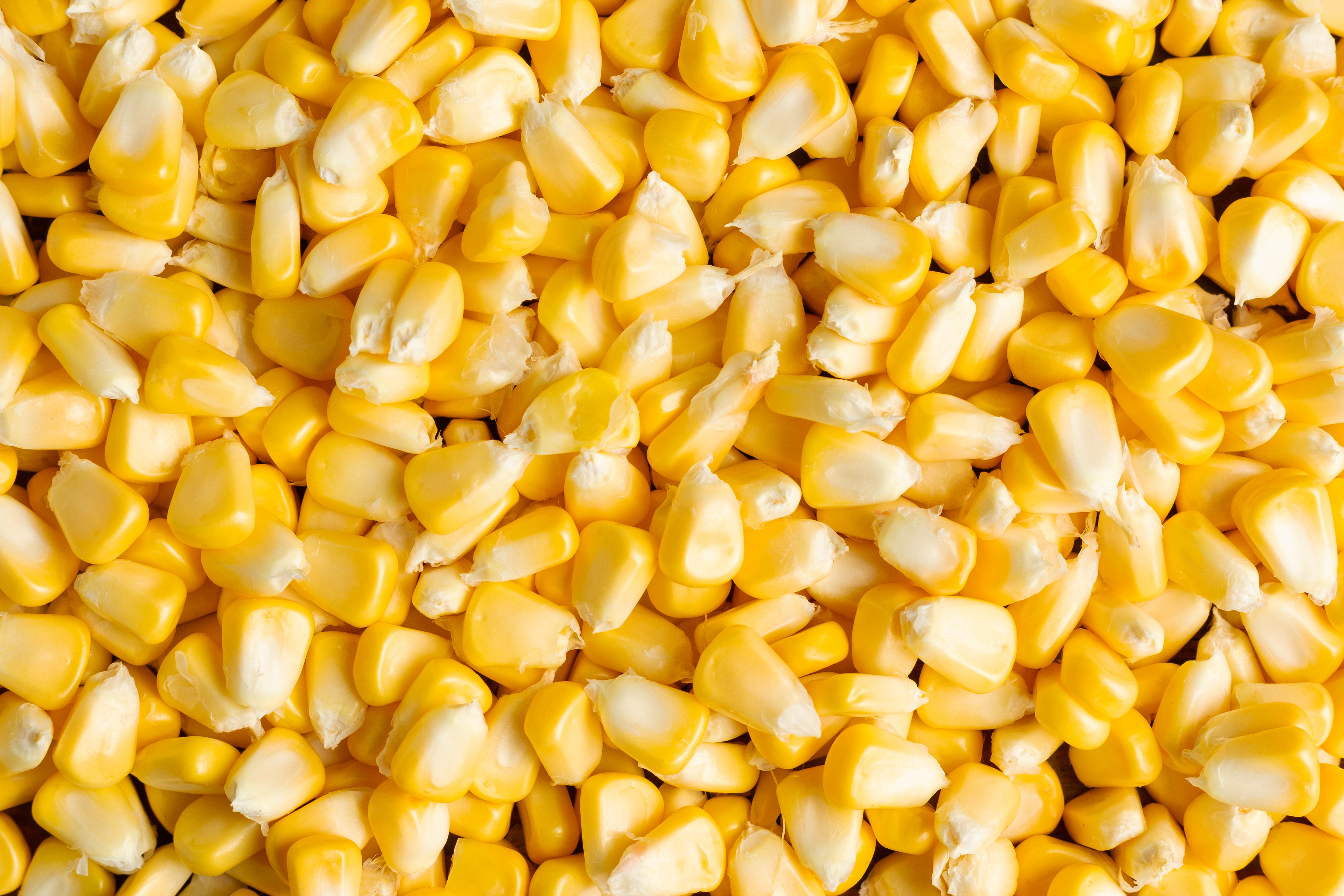 Maize Corn